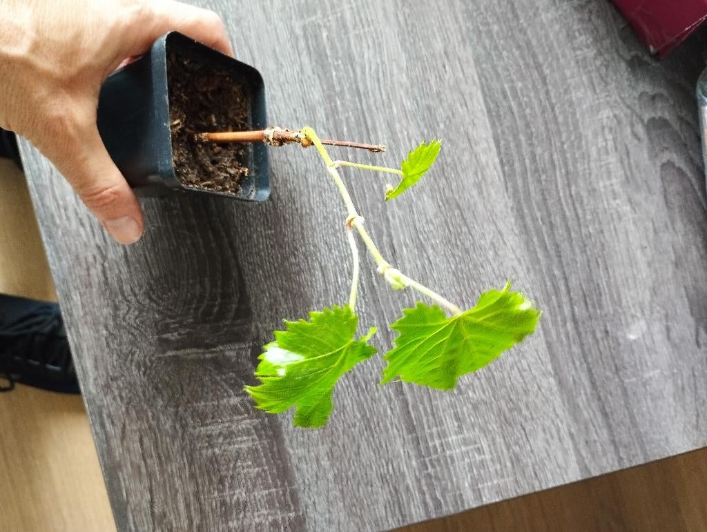 Druivenplant druivenstek druivelaar Vitis Muscat white, Ophalen, Minder dan 100 cm, Overige soorten, Volle zon