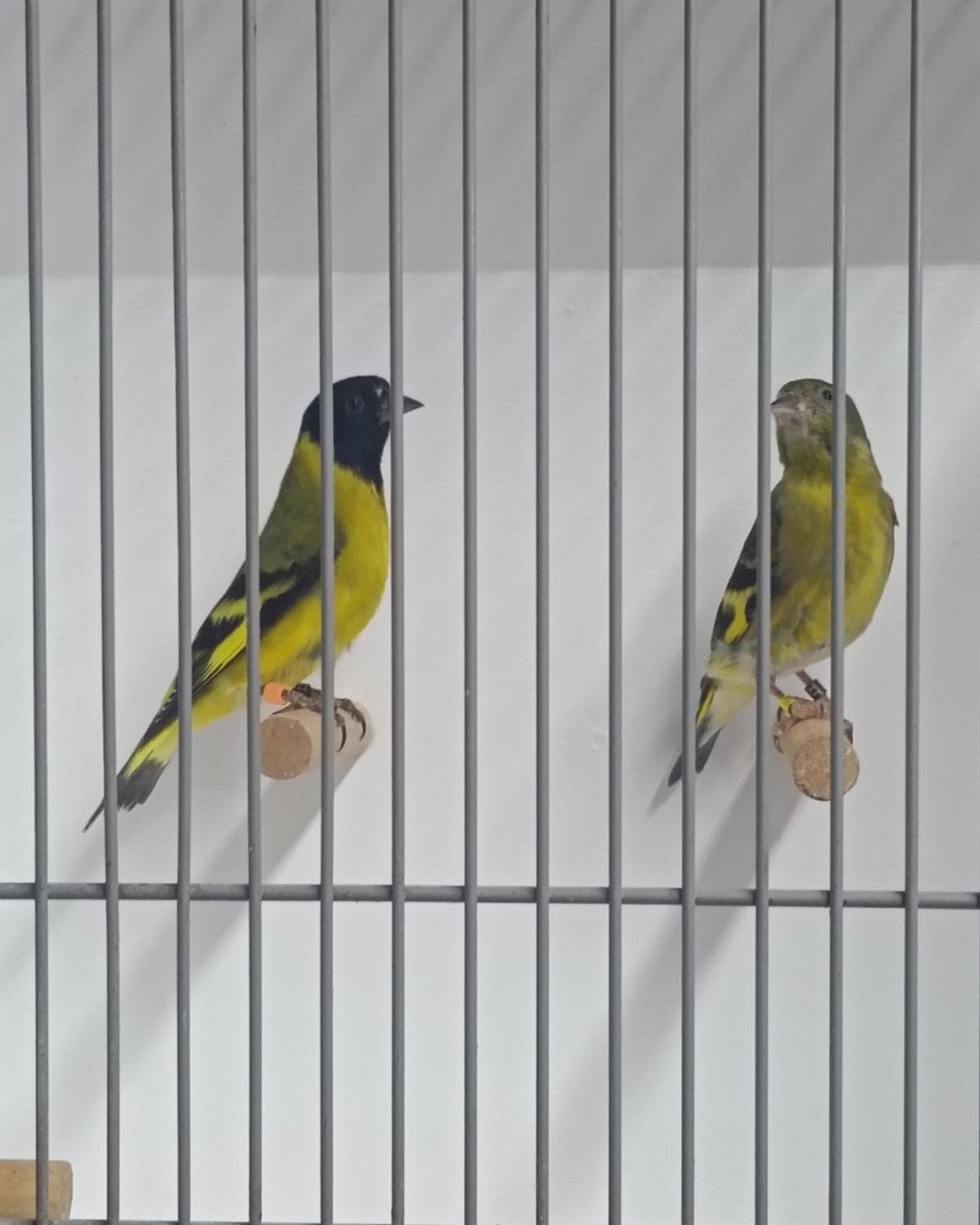 zwartkopsijsen, Dieren en Toebehoren, Vogels | Overige Vogels, Meerdere dieren, Geringd