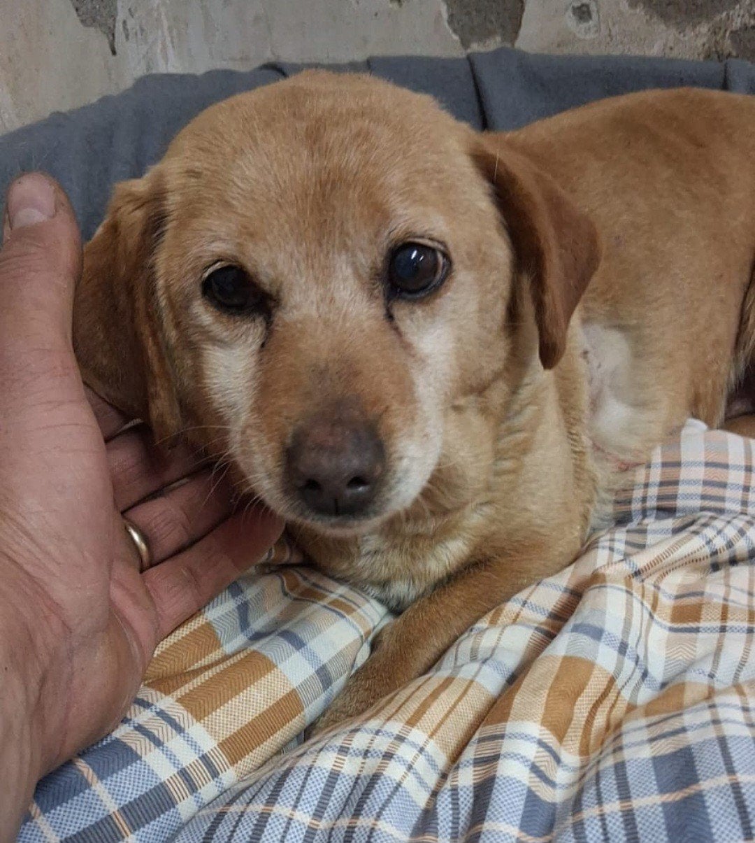 Kleine meid zoekt lief baasje, Dieren en Toebehoren, Honden | Niet-rashonden, 6 jaar of ouder, Particulier, Buitenland, Teef