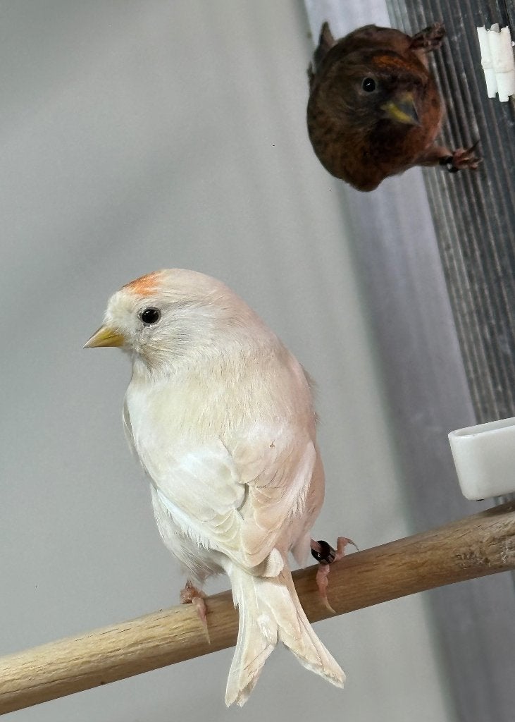 Barmsijsjes, Dieren en Toebehoren, Vogels | Overige Vogels, Meerdere dieren