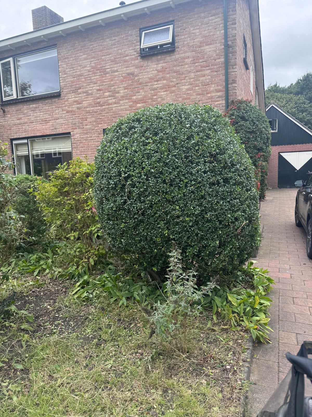 Gratis grote bolbuxus 2,50 hoog, voor tuin, Tuin en Terras, Vaste plant, Bloeit niet, Halfschaduw, Ophalen