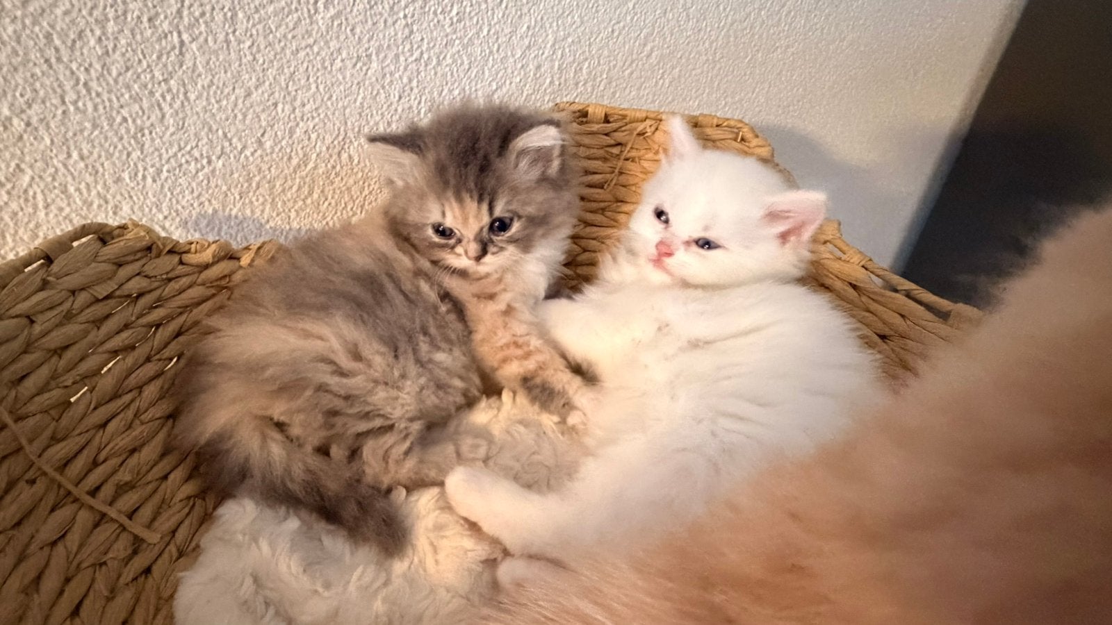 Schattige kittens, Meerdere dieren, Ontwormd, 0 tot 2 jaar
