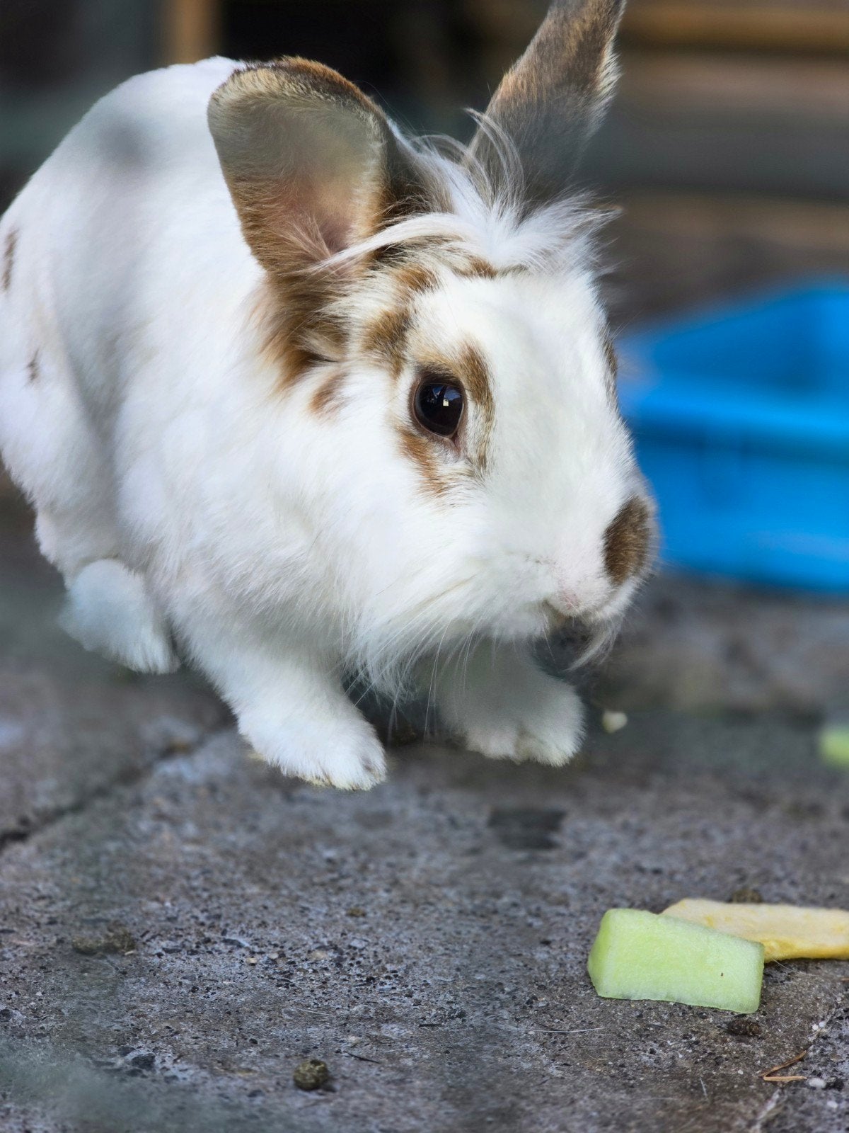 Nieuw baasje gezocht voor onze lieve konijntjes, Meerdere dieren, Klein, 0 tot 2 jaar