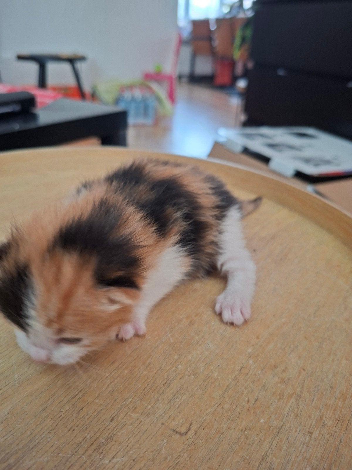 jonge poesjes geboren 12 sept, Dieren en Toebehoren, Meerdere dieren, Kortharig, 0 tot 2 jaar