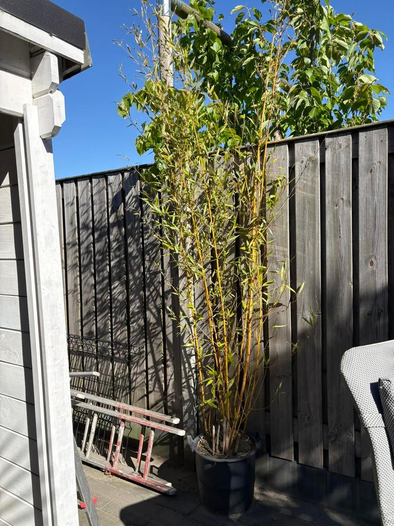 Bamboe in pot, Tuin en Terras, Planten | Bomen, Ophalen of Verzenden