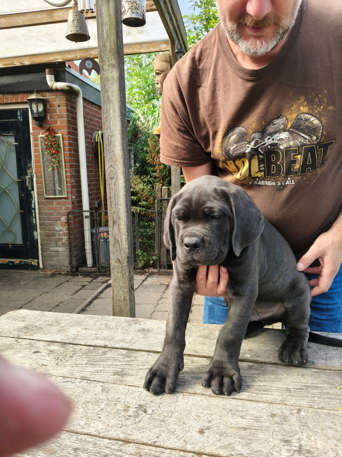 Cane Corso puppies, Dieren en Toebehoren, Nederland, Overige rassen, Meerdere, Meerdere dieren