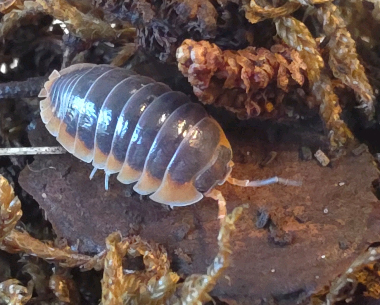 Armadillidium klugii 'Solid wildkleur'

Deze morph is gesel, Dieren en Toebehoren, Overige soorten
