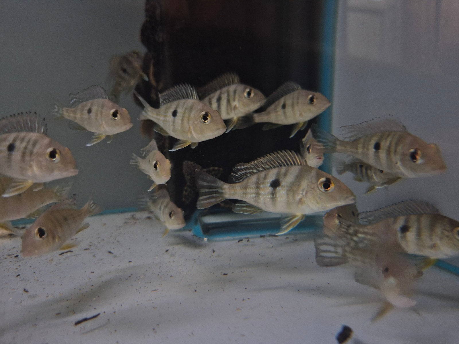 geophagus tapajos Red head, Dieren en Toebehoren, Vissen | Aquariumvissen, Vis, Zoetwatervis