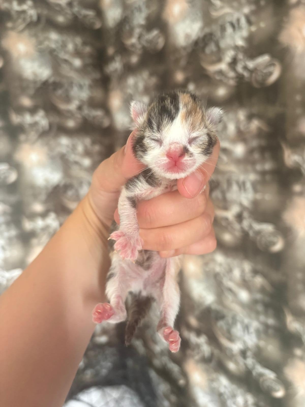 Kittens, Dieren en Toebehoren, Katten en Kittens | Overige Katten, Meerdere dieren