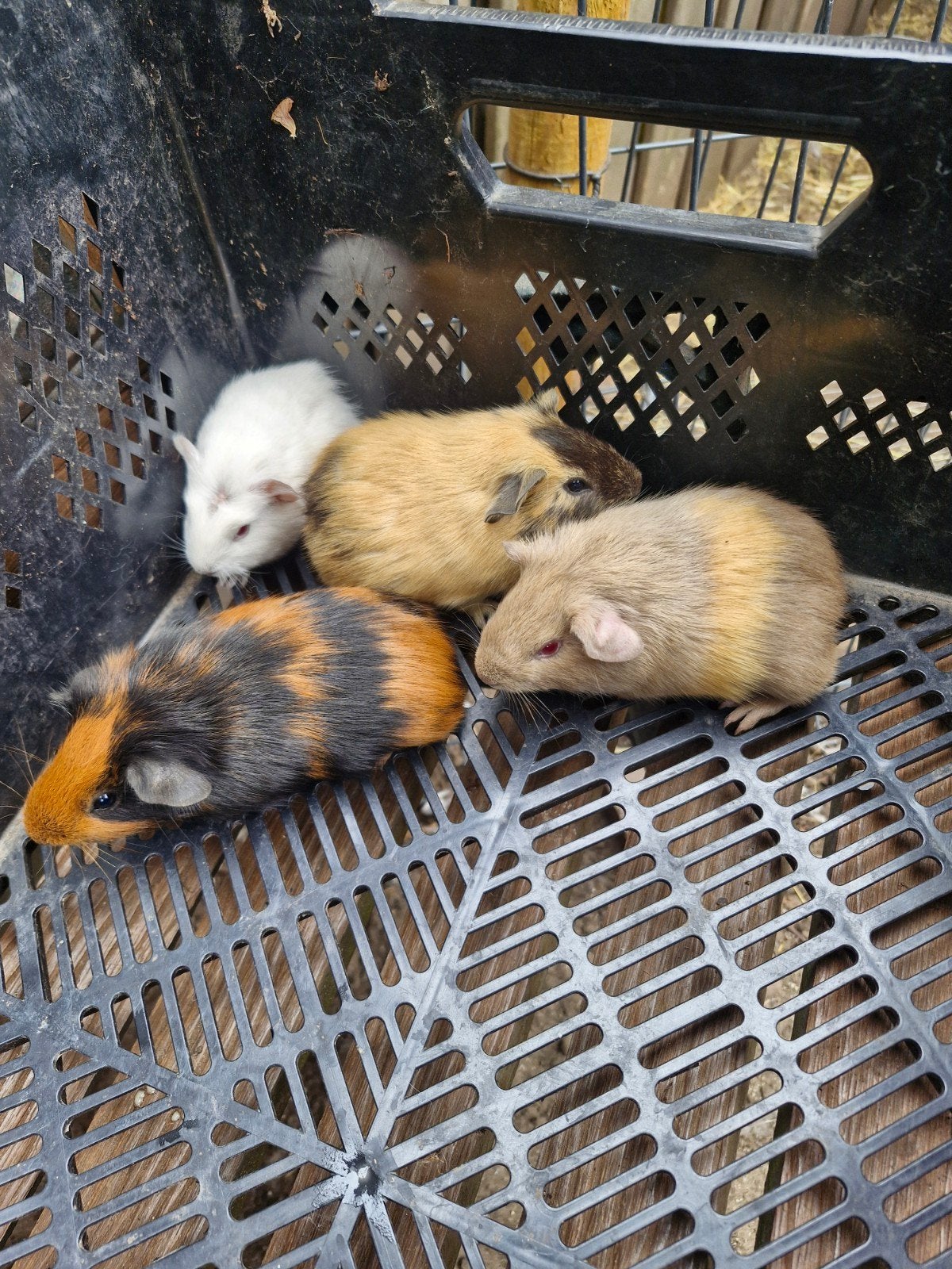 cavia,s, Dieren en Toebehoren, Knaagdieren, Juli, Meerdere dieren, Cavia
