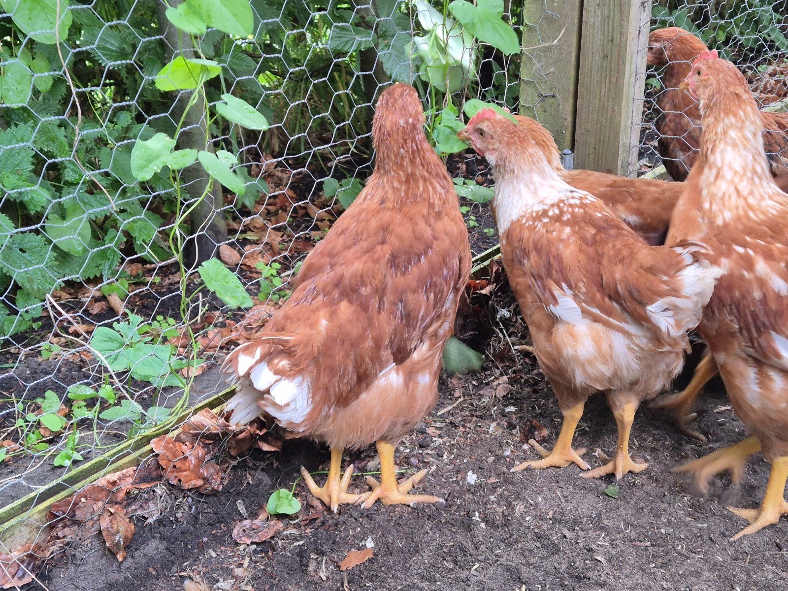 Gratis jonge hanen, Dieren en Toebehoren, Mannelijk, Kip