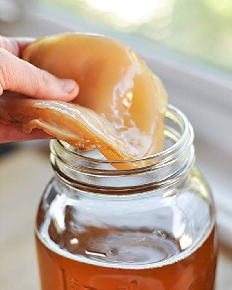Scoby voor kombucha, Ophalen
