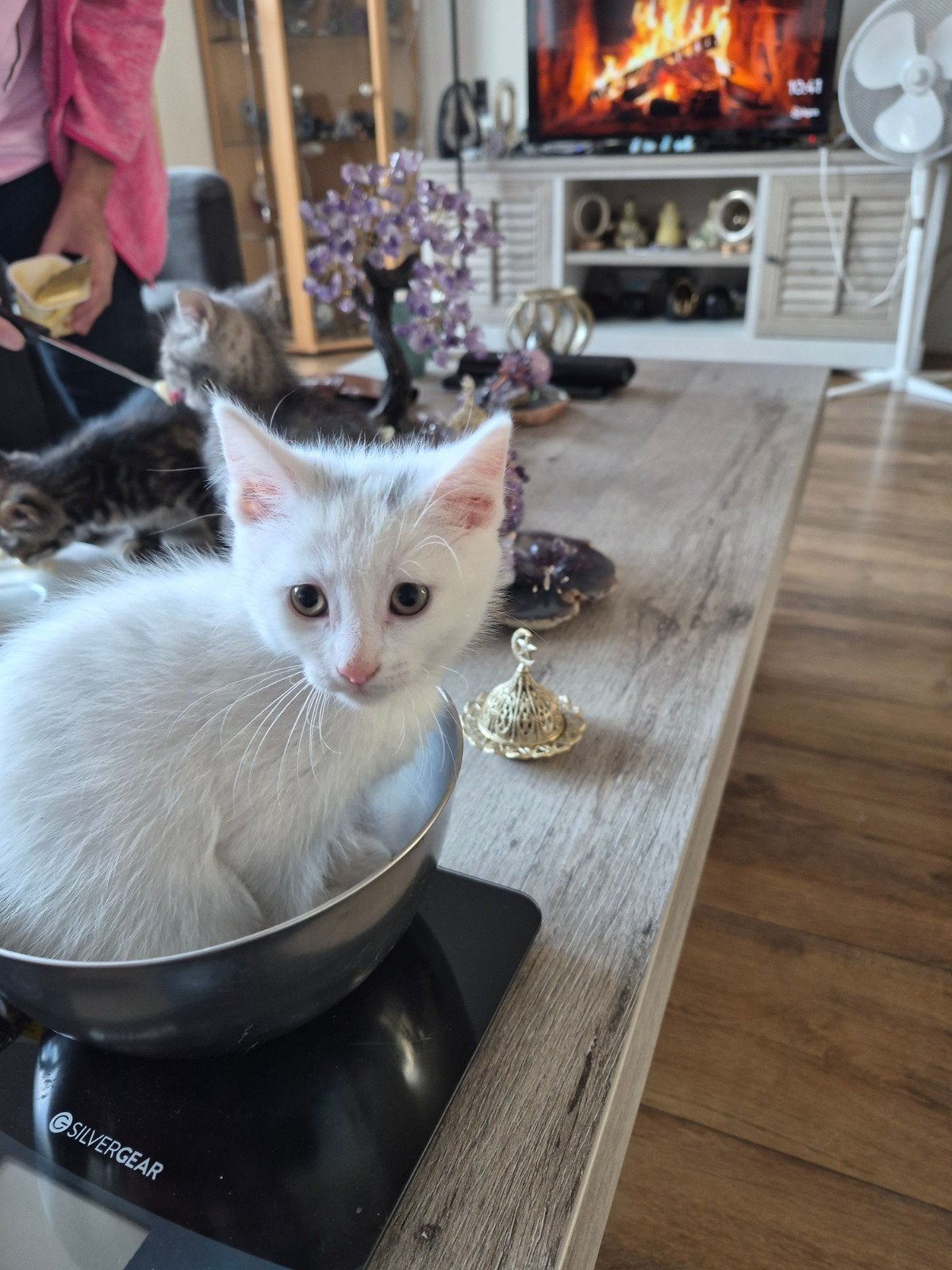 2 prachtige kittens mogen naar een nieuw hotel, Dieren en Toebehoren, Poes, Ontwormd