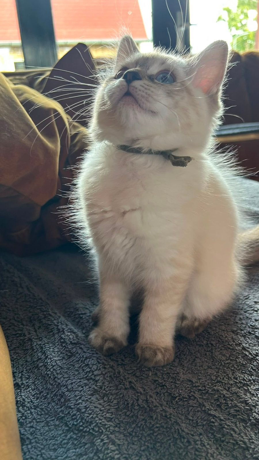 2 Raszuivere Ragdoll Kittens, Dieren en Toebehoren, Meerdere dieren, Met stamboom