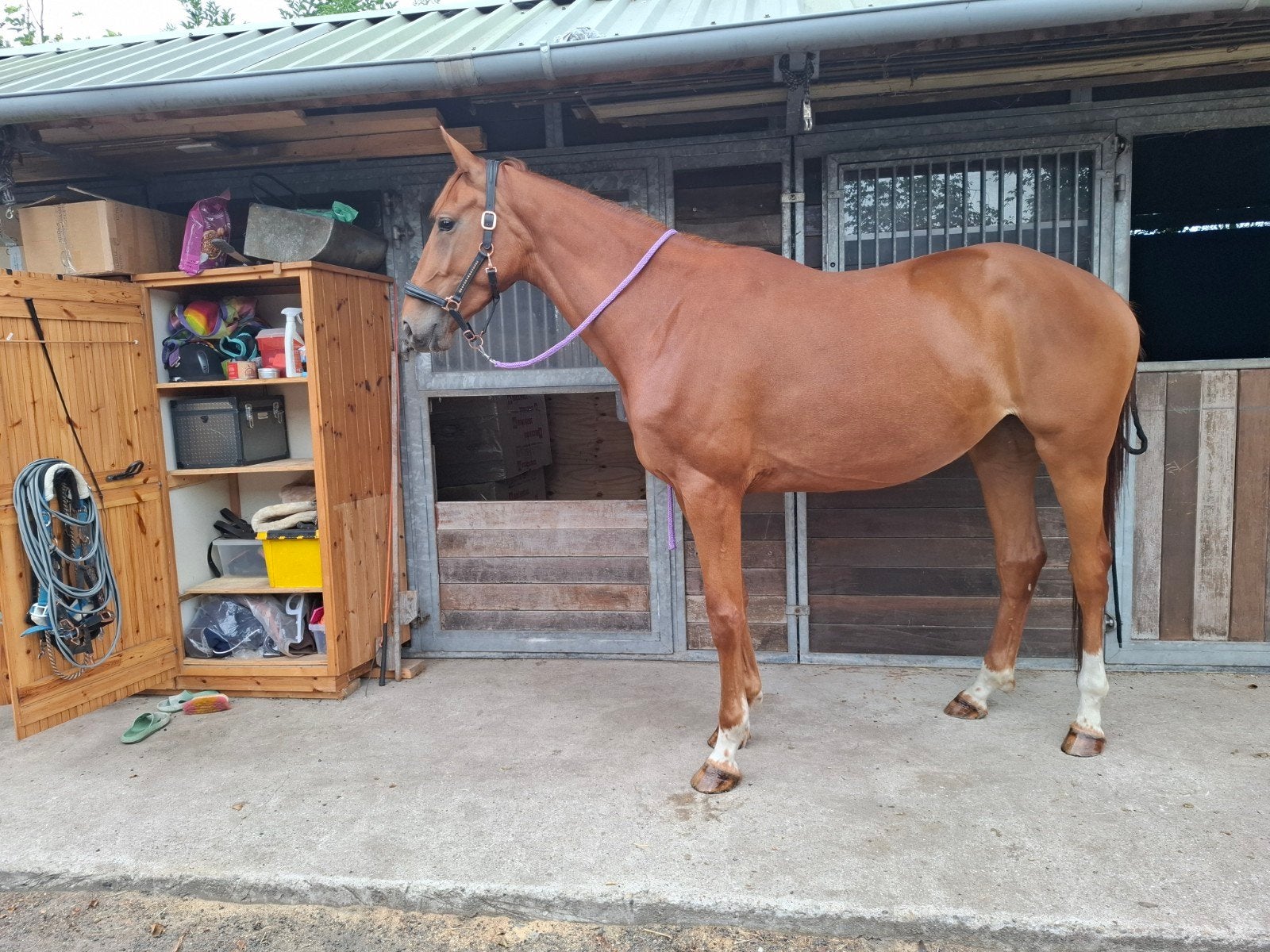 Zeer lief jong paard, Dieren en Toebehoren, Merrie, Dressuurpaard, Met stamboom, B