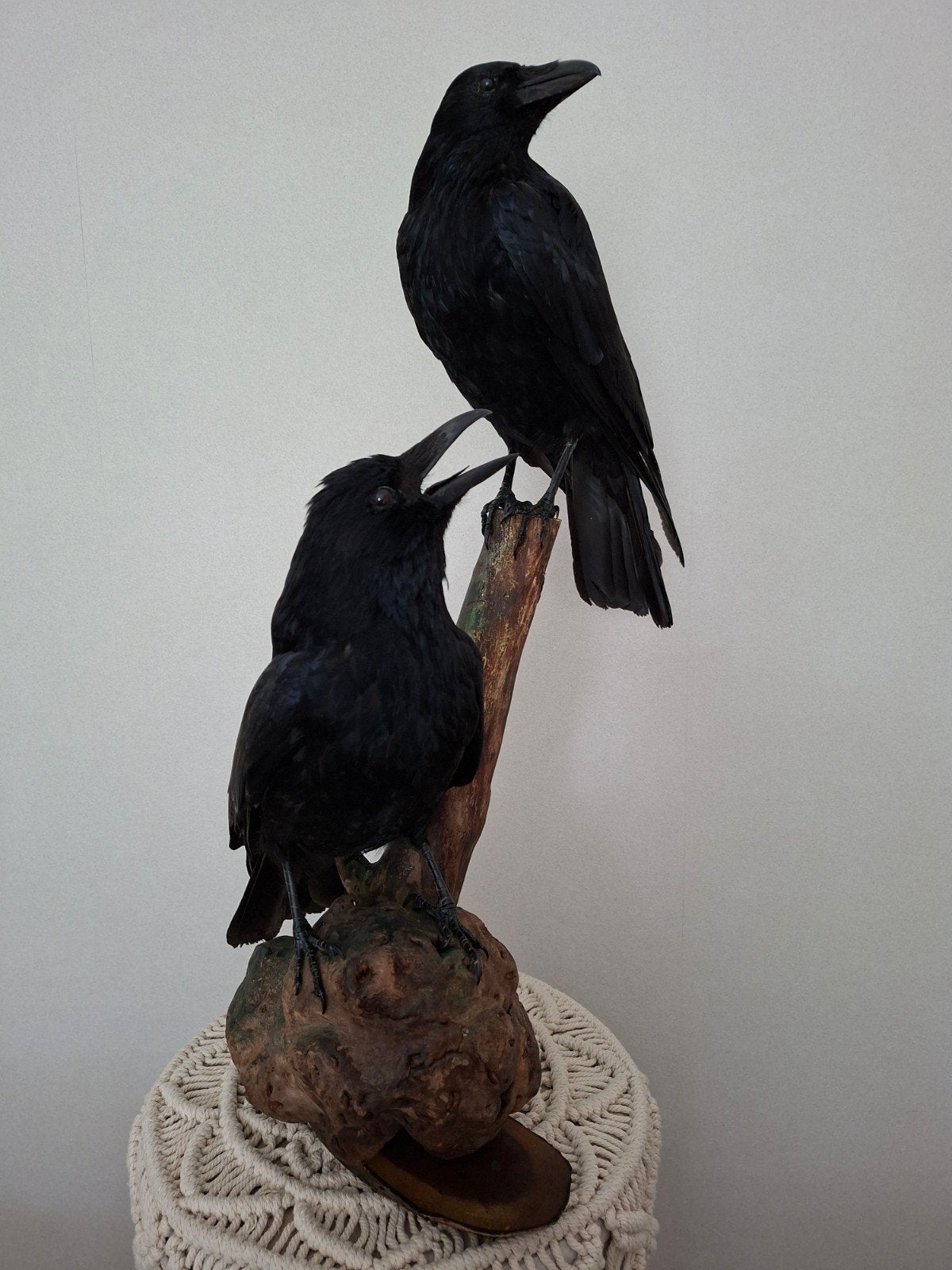 Opgezette kraaien - Prachtige taxidermie, Ophalen, Zo goed als nieuw, Vogel, Opgezet dier