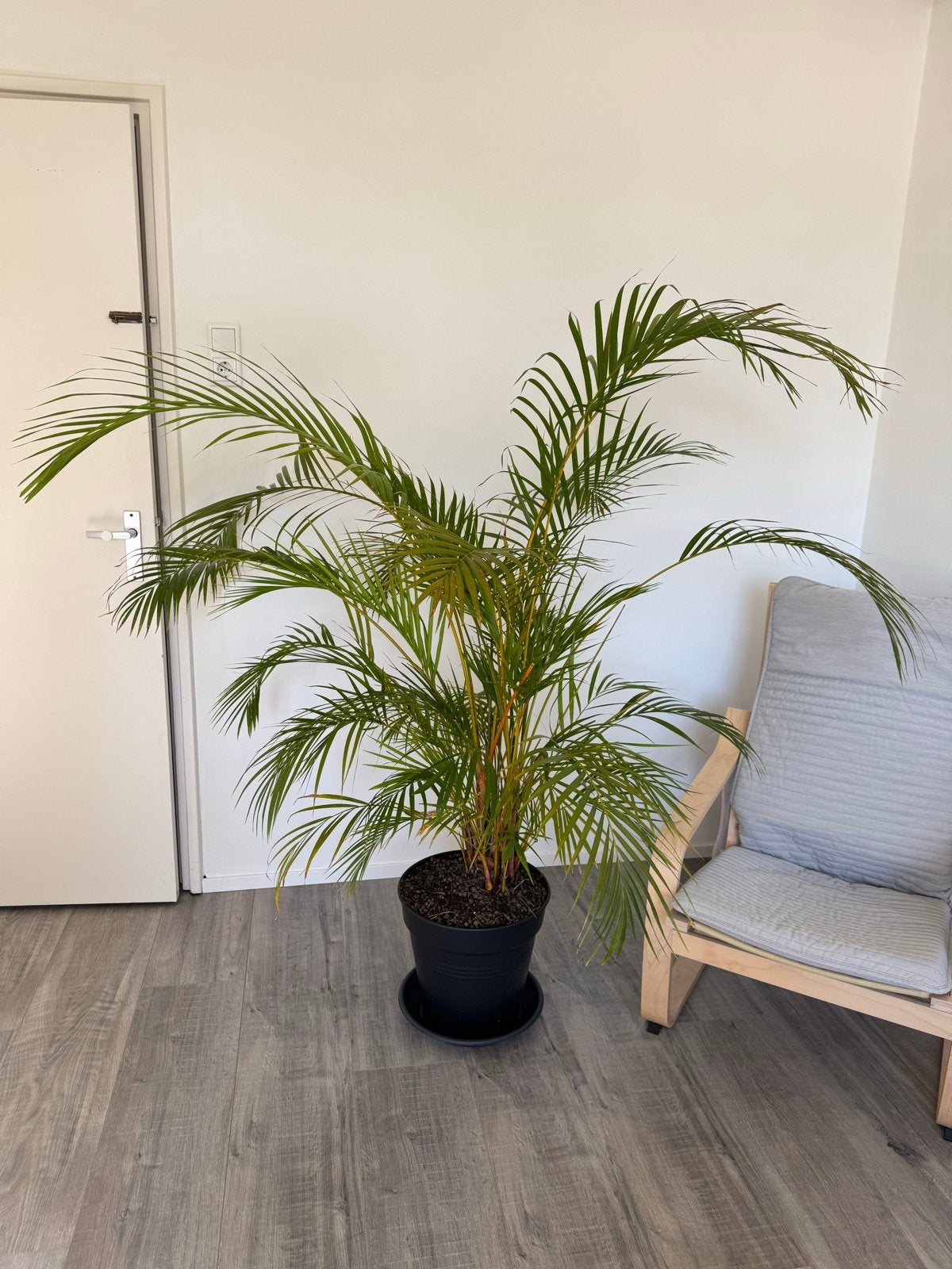 Grote palmplant met pot - gratis plant bij aankoop pot, Huis en Inrichting, Ophalen, 100 tot 150 cm, Palm, Halfschaduw