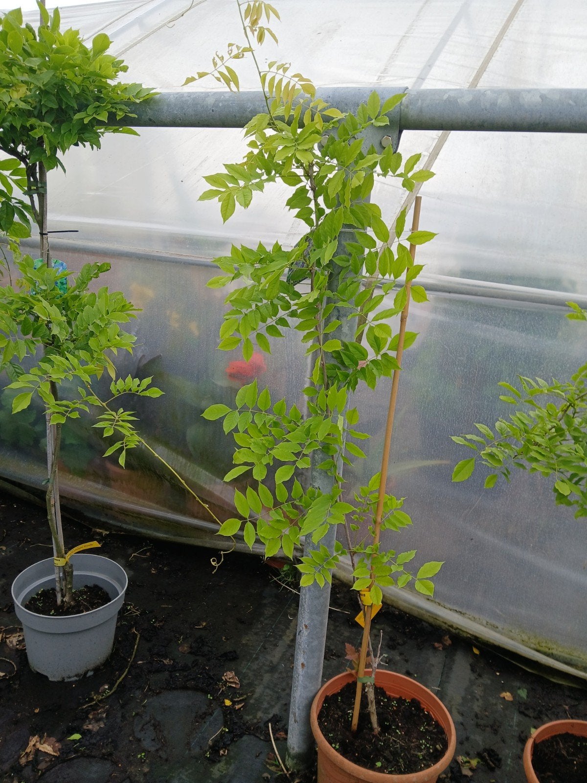 Wisteria sinensis 'Prolific' - Blauwe regen 120/150 cm, Tuin en Terras, Ophalen, Overige soorten, Volle zon