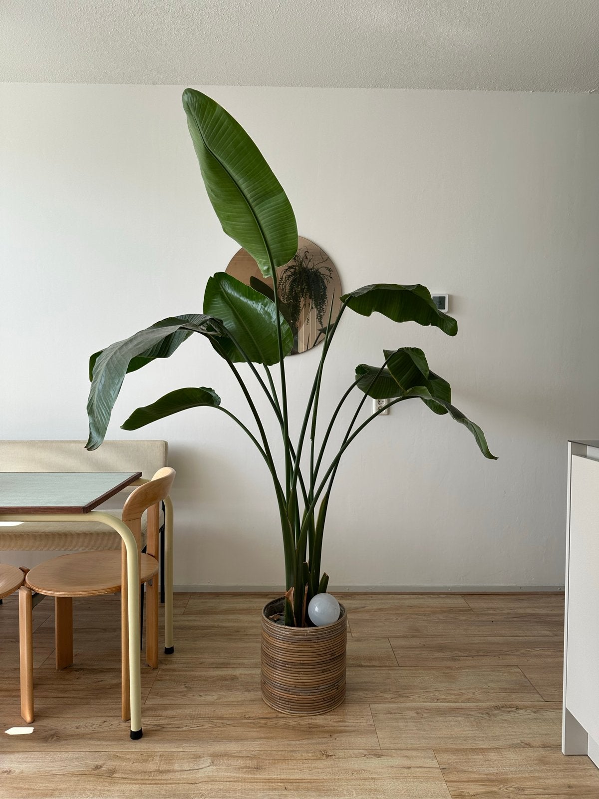 Paradijsvogel plant, Ophalen, Overige soorten, Halfschaduw, In pot