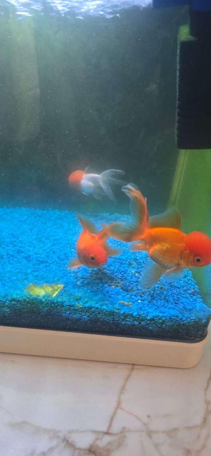 Goudvisjes leeuwenkop, Dieren en Toebehoren, Vissen | Aquariumvissen, Vis
