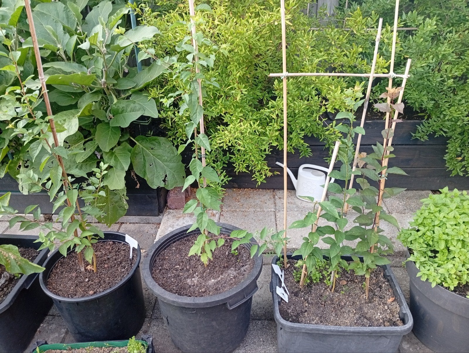 Diverse Jonge Planten en Struiken in Potten, Ophalen, Overige soorten, Volle zon