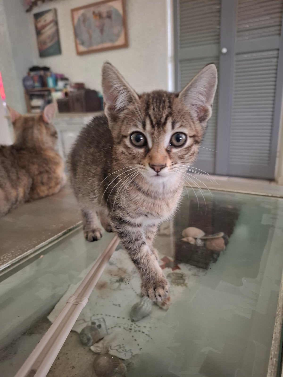 Kittens,Europese korthaar  €75p/stuk., Dieren en Toebehoren, Katten en Kittens | Raskatten | Korthaar, Meerdere dieren, Ontwormd