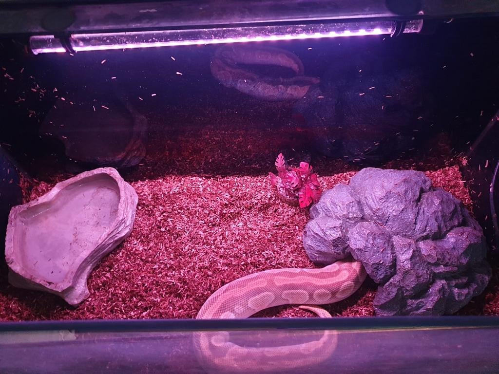 Koningspython Ball Python - female for sale from Marcel