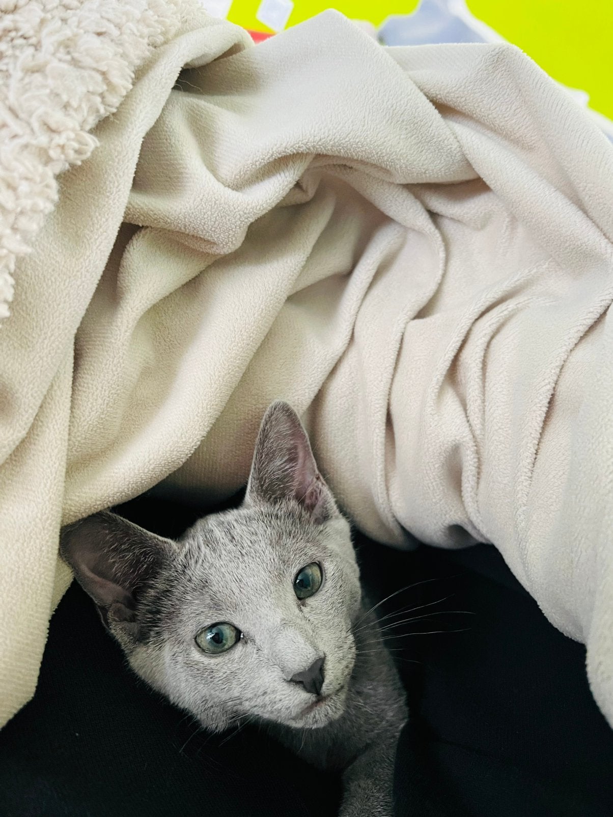 BLAUW RUS  kitten met STAMBOOM, Poes, Met stamboom, 0 tot 2 jaar