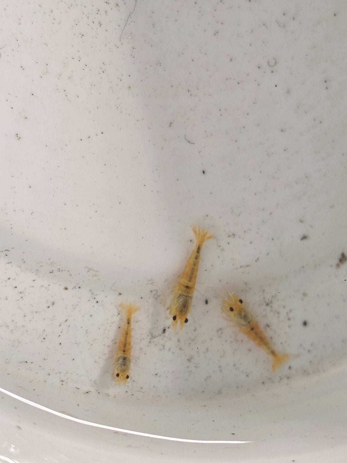 9x Snow White Garnalen (Jonge dieren) – Caridina, Dieren en Toebehoren, Kreeft, Krab of Garnaal