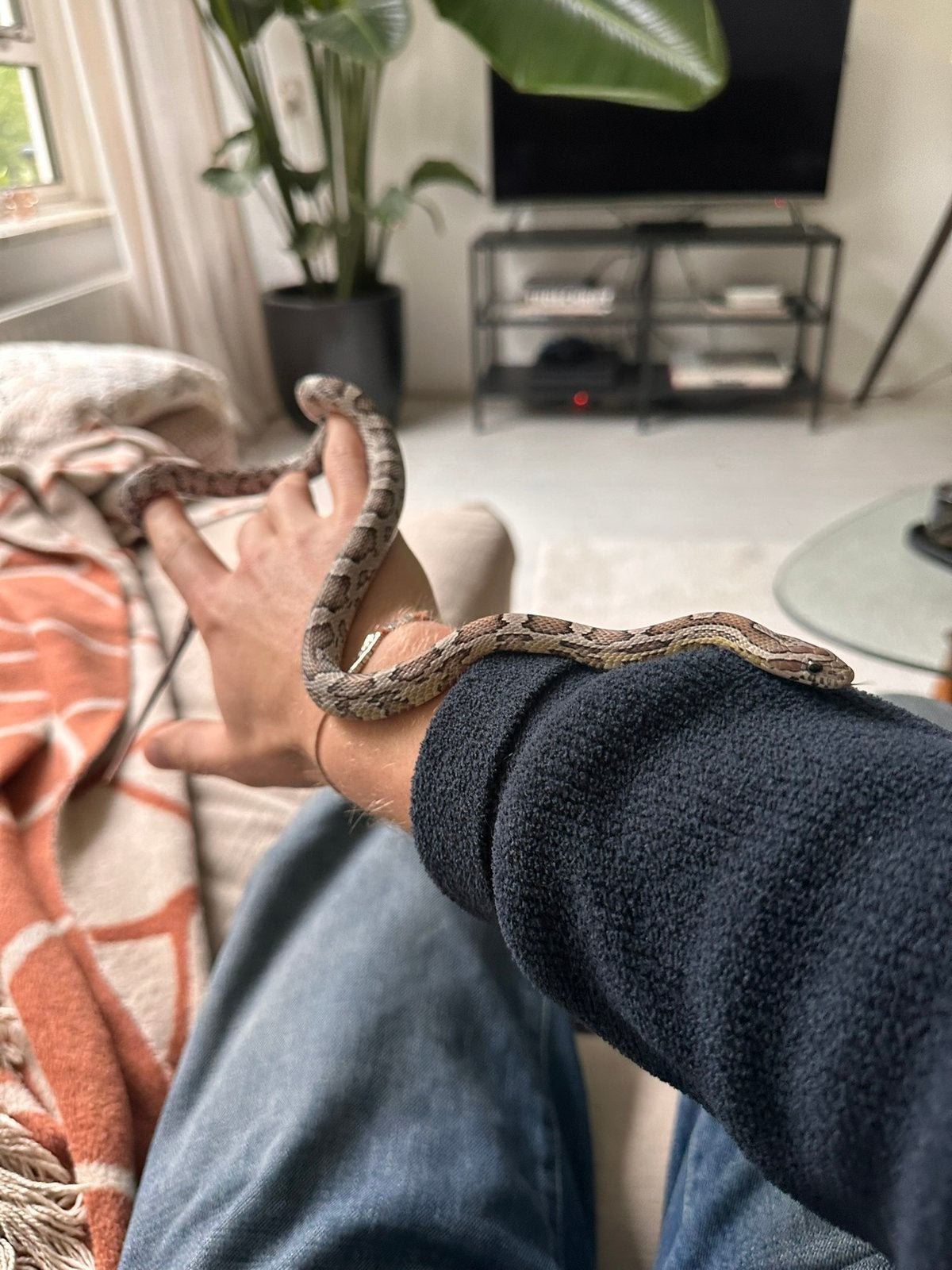 Rattenslang Rat Snake photo 2