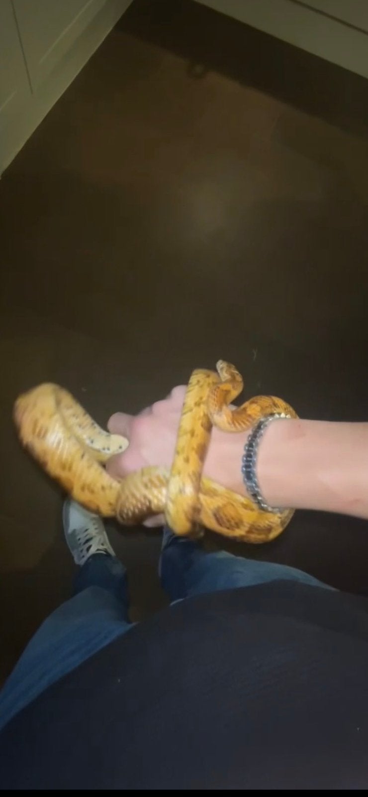 Ratten slang, Dieren en Toebehoren, Slang, 3 tot 6 jaar