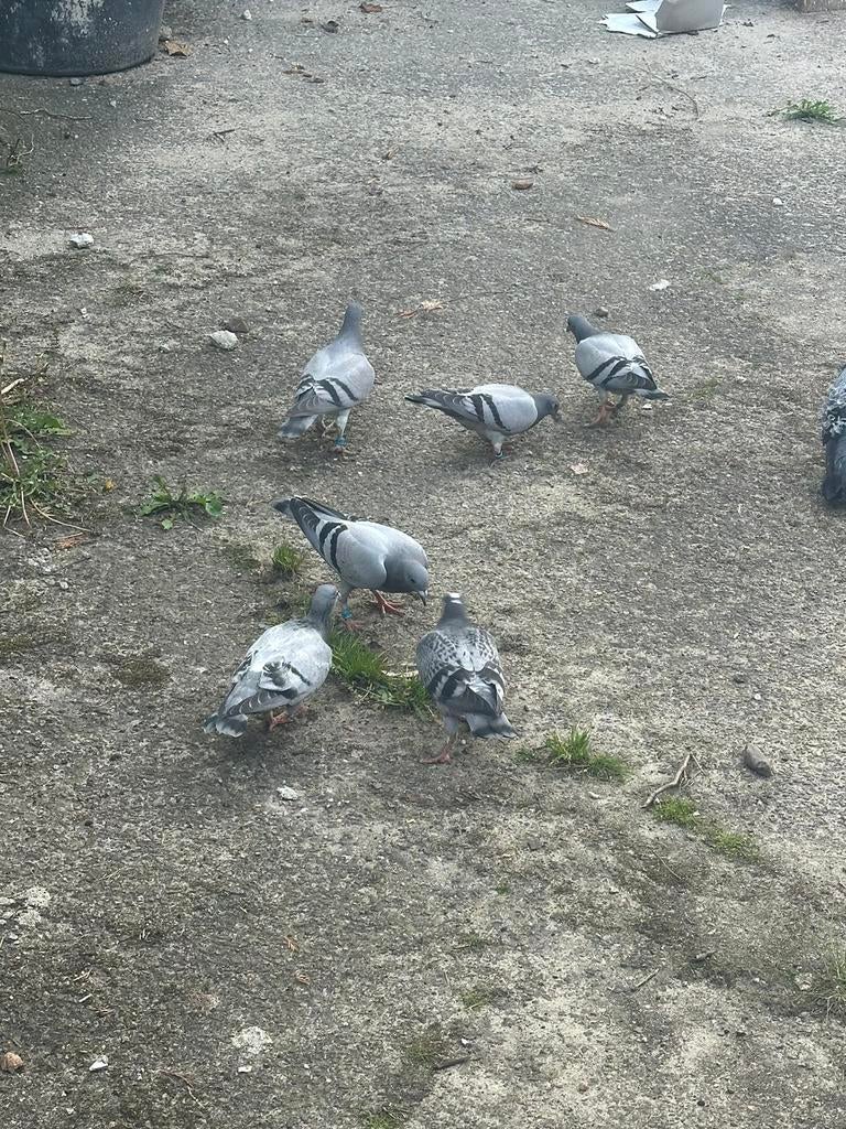 Postduiven, Dieren en Toebehoren, Vogels | Duiven, Meerdere dieren, Postduif