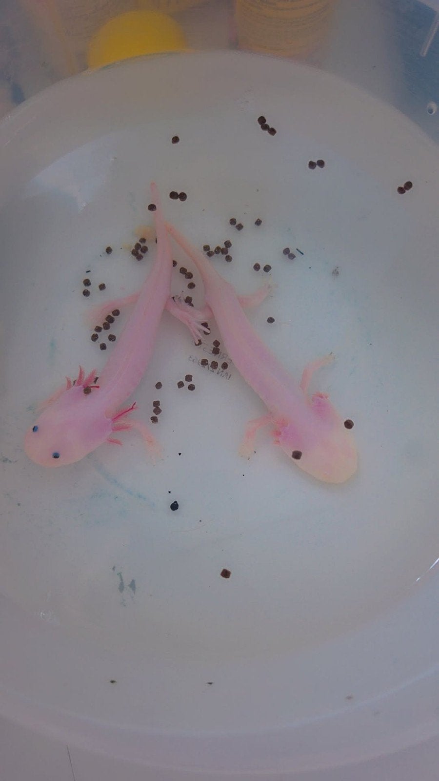 2 Axolotl, Dieren en Toebehoren, Ophalen