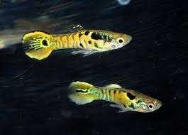 Endler tiger koi gup - Poecilia Endleri - Koidream Valburg, Vis, Zoetwatervis