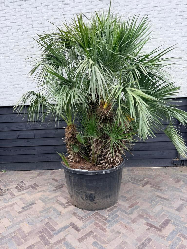 Onwijs mooie multistam chamaerops humilis palmbomen, Tuin en Terras, Planten | Bomen, Volle zon, Ophalen of Verzenden, 100 tot 250 cm