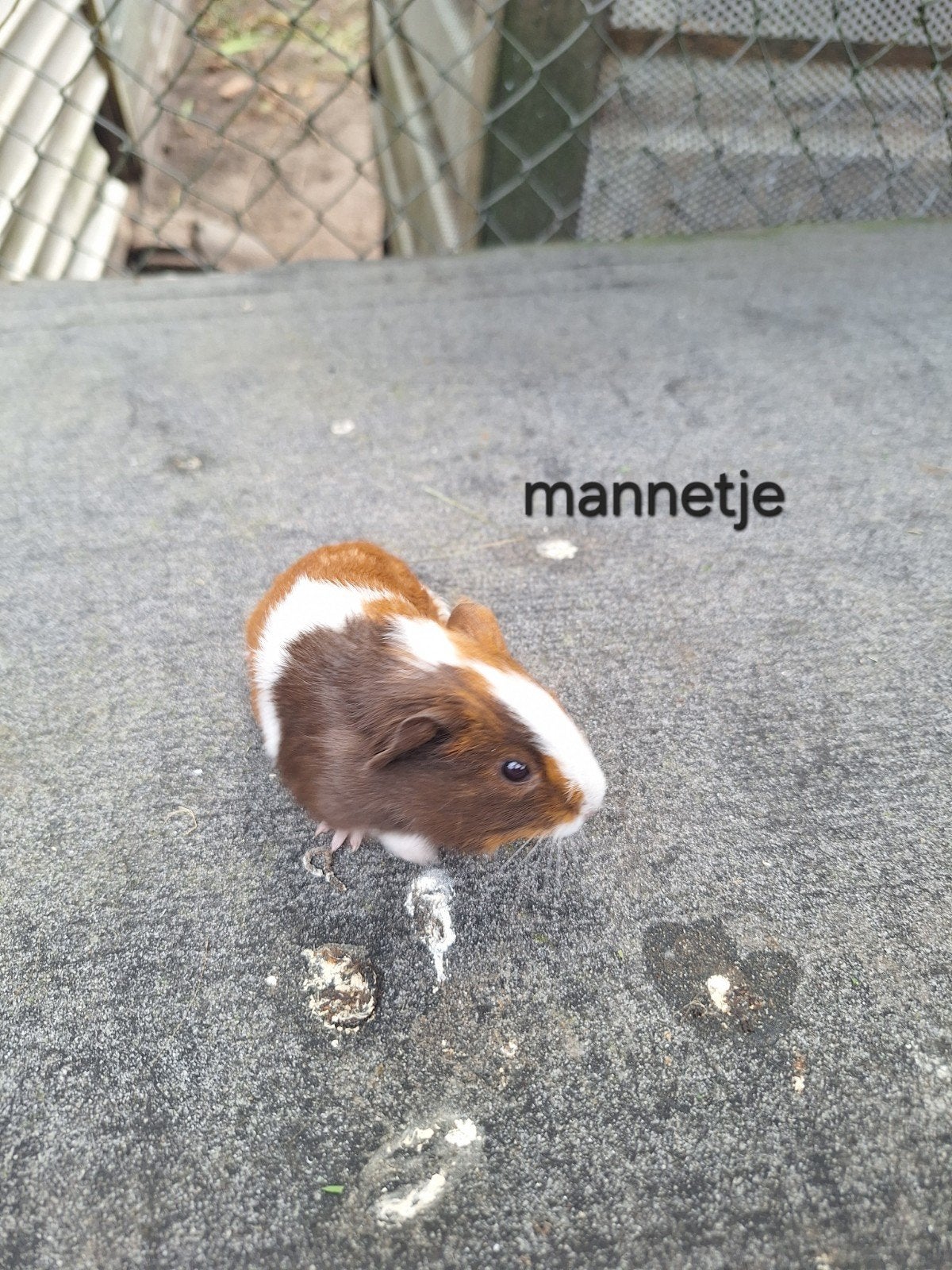 Cavias Tekoop, Dieren en Toebehoren, Cavia, Augustus, Mannelijk, Tam