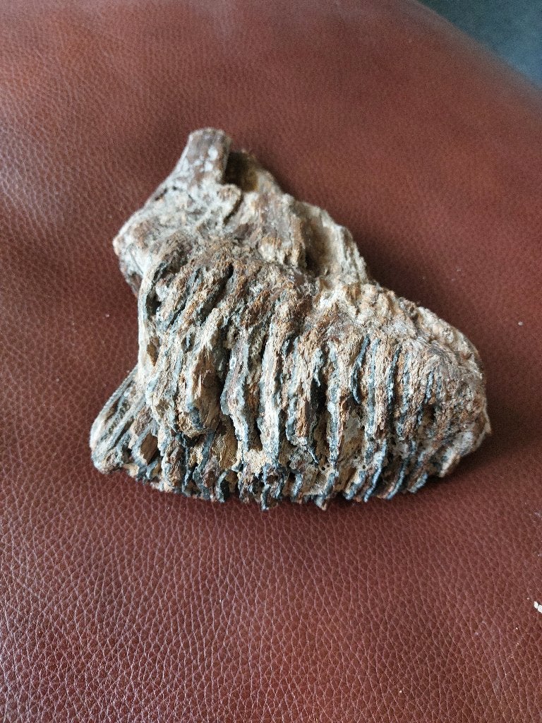 Fossiele kies van een wolharige mammoet, Verzamelen, Ophalen of Verzenden, Fossiel