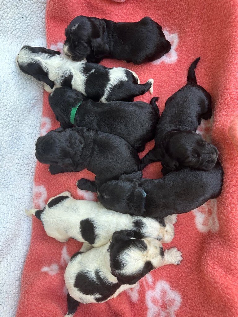 Engelse Cocker Spaniel-pups beschikbaar om te reserveren, België, Fokker | Hobbymatig, 8 tot 15 weken, Meerdere