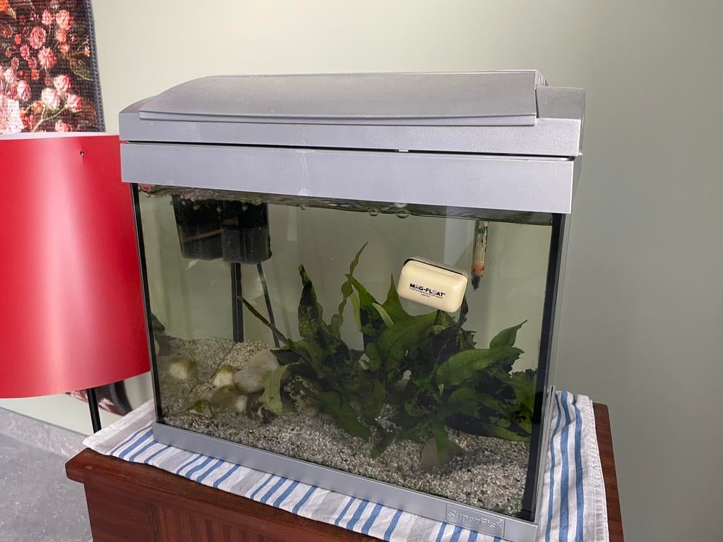 Klein aquarium met zwarte vis, pompje, thermo en alles erbij, Vis