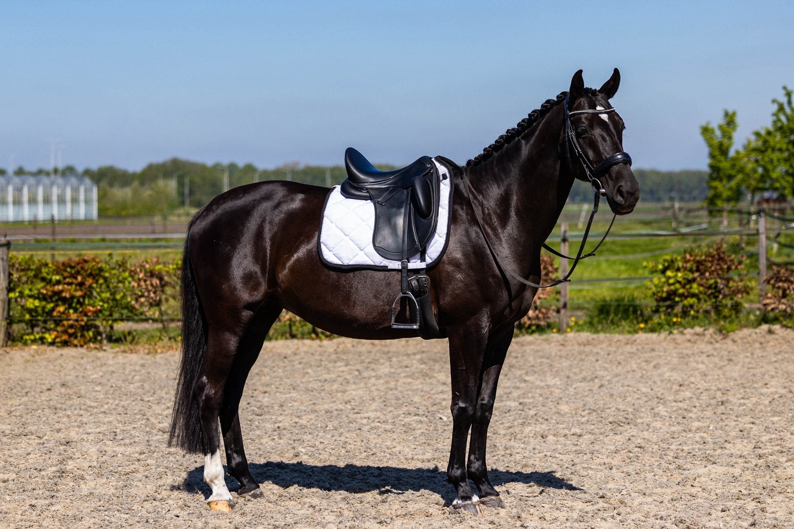 Prachtige zwarte merrie / sportpaard, Merrie, Dressuurpaard, 160 tot 165 cm, 11 jaar of ouder