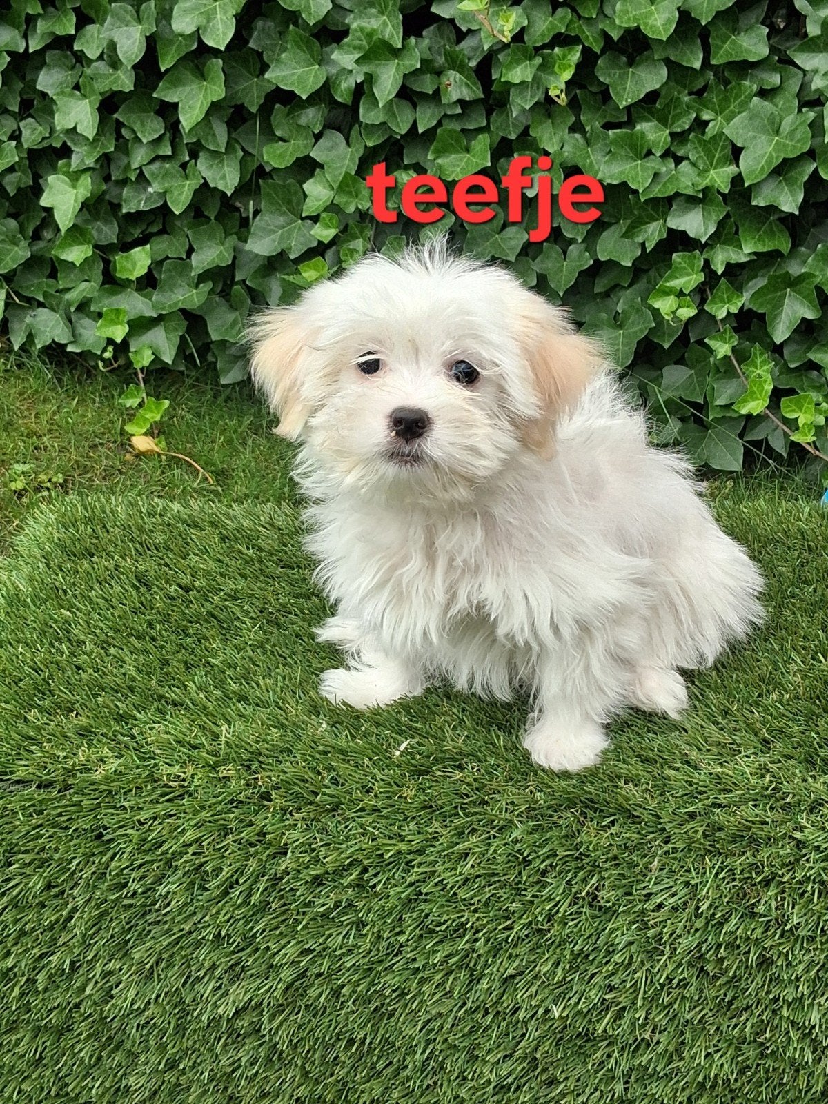 Te koop mooie kleinblijvende speelse boomer pups, Parvo, 8 tot 15 weken, Meerdere, Meerdere dieren