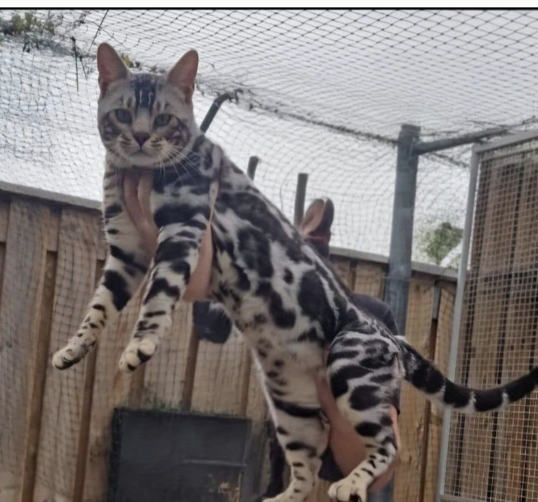 Ervaren Bengaal dekkater XL met stamboom, Dieren en Toebehoren, Kater, Met stamboom