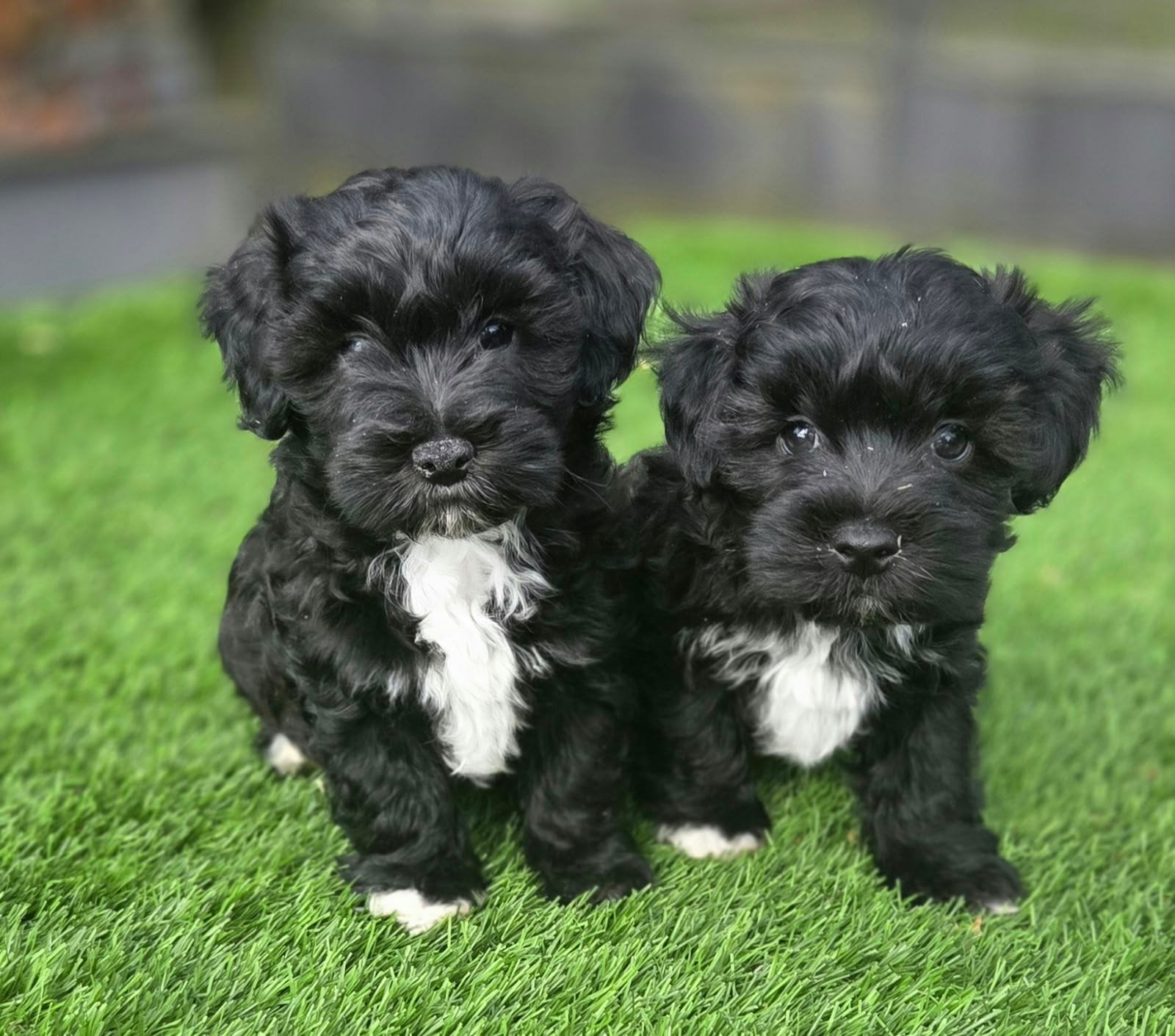 Te koop mooie Maltipoo pups, Nederland, Overige rassen, 8 tot 15 weken, Meerdere