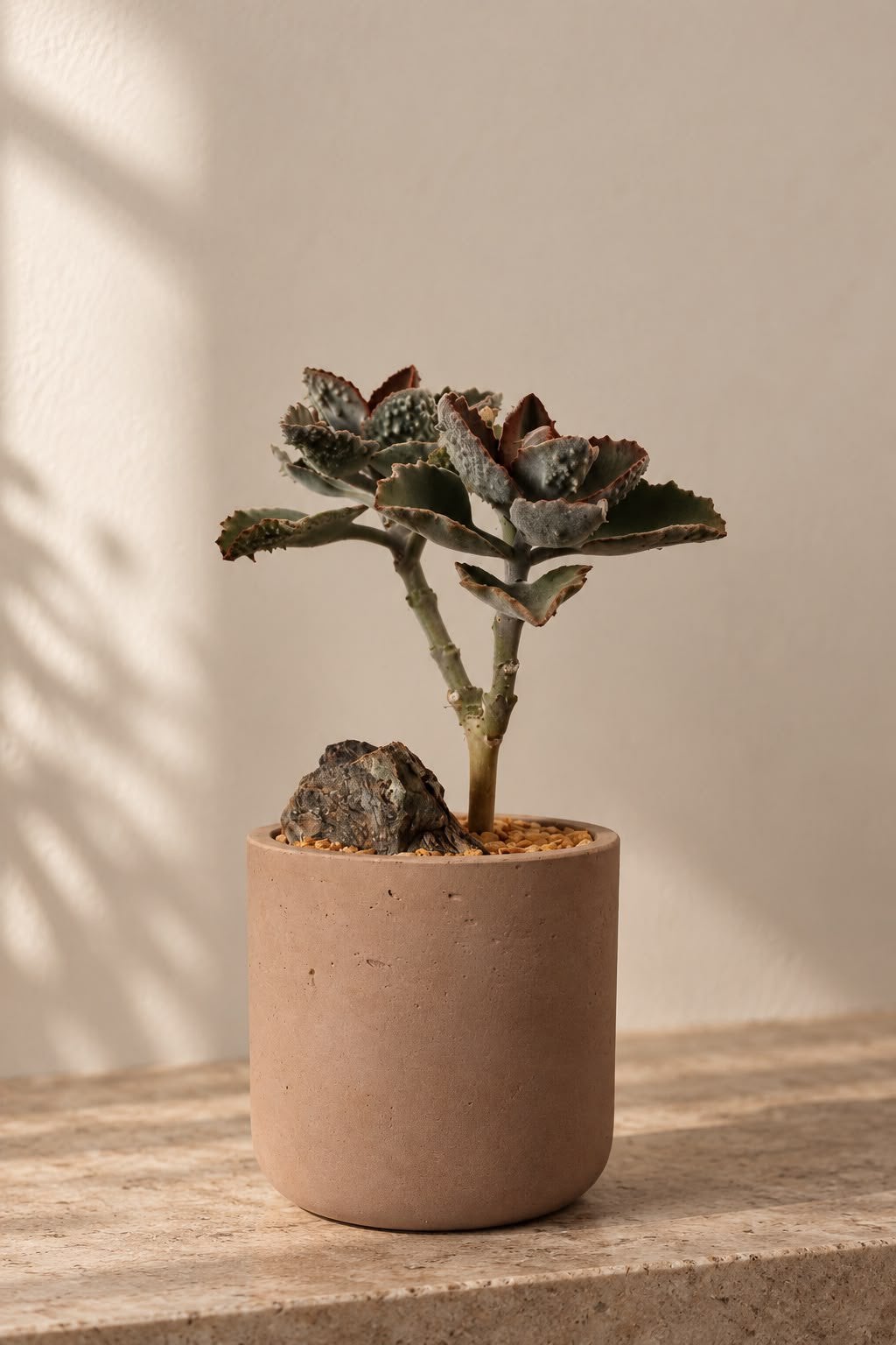 Kalanchoe Beharensis ‘Fang’ - unieke design kamerplant, Ophalen, Vetplant, In pot, Minder dan 100 cm