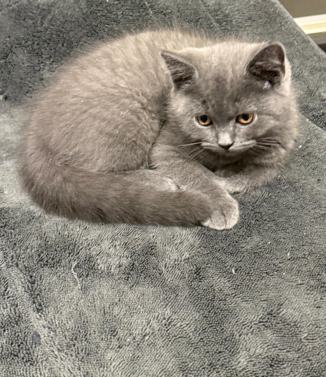 Britse korthaar kater kitten, Kater, Kortharig, 0 tot 2 jaar