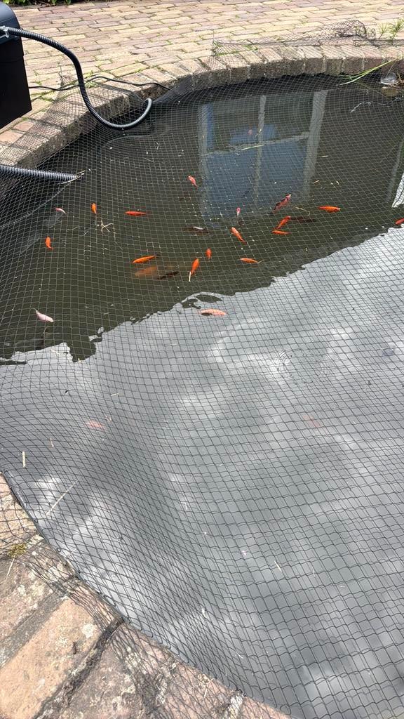 Goudvissen vijver aquariumvis goudvis, Ophalen, Zo goed als nieuw