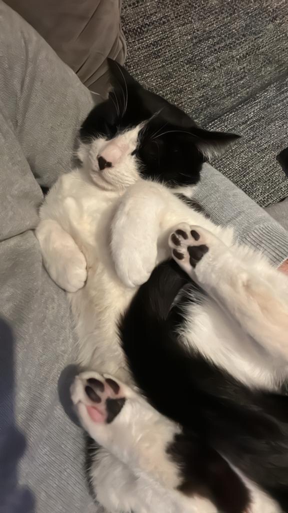 Europees Korthaar kater 4 jaar dringend nieuw thuis gezocht, Dieren en Toebehoren, Katten en Kittens | Overige Katten, Kater, Kortharig
