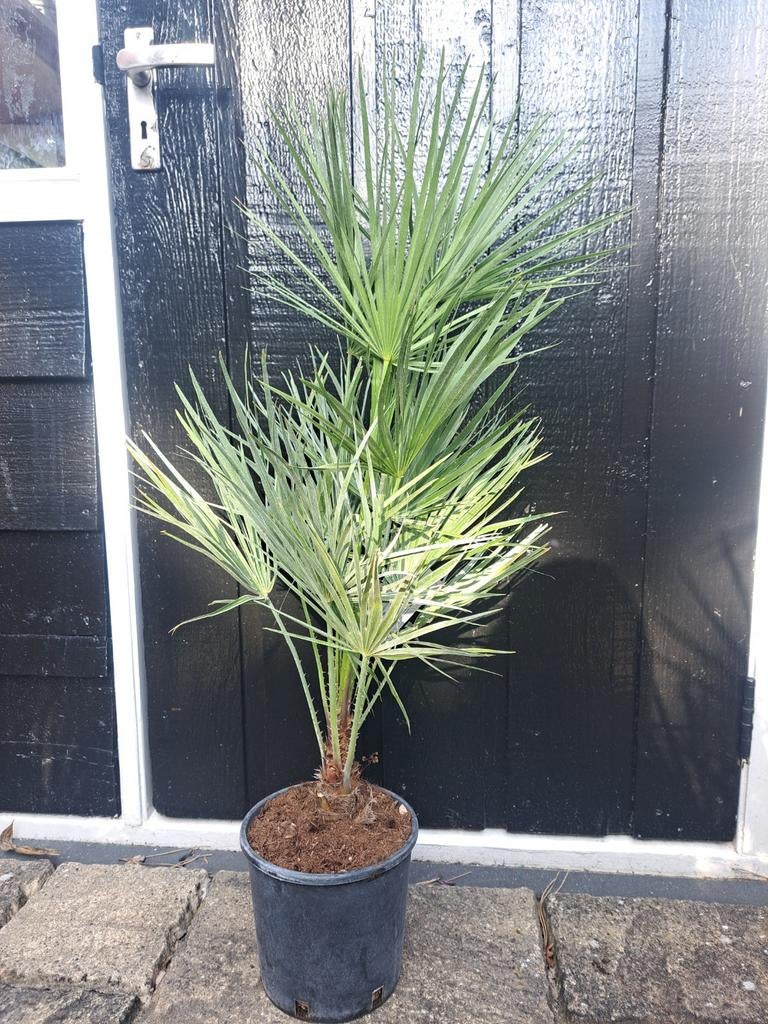 Palmboom 100cm hoog!, Bloeit niet, 100 tot 250 cm, Palmboom, Ophalen
