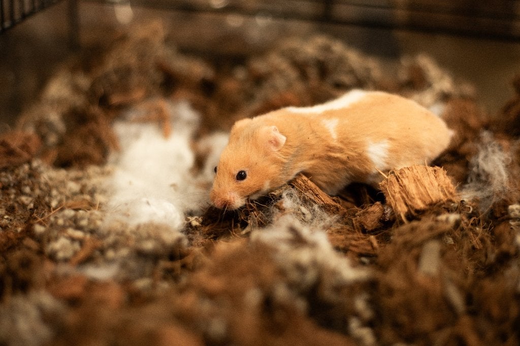 Goudhamsters | Jonge hamsters | Goed tam te maken