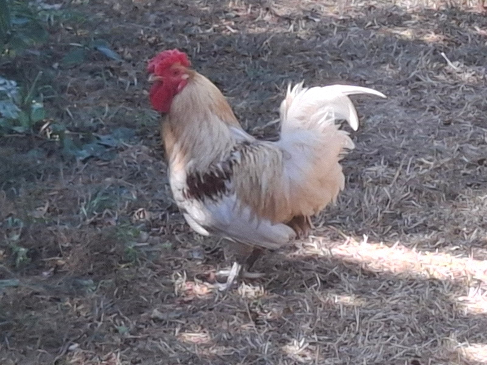 Kippenopvang zoekt goede plek voor deze mooie haan!, Dieren en Toebehoren, Pluimvee, Mannelijk, Kip